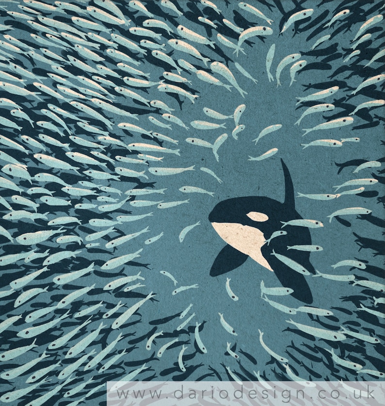 Orca and Herring Ball 40cm art print Contemporary Killer Whale poster. Norway, fjords, ocean illustration in blue. UK seller image 2