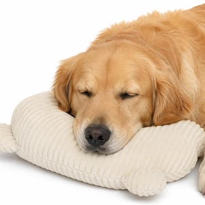 Op de afbeelding: Een golden retriever hond die zijn kop laat rusten op een crèmekleurig, rechthoekig kussen van corduroy. Het kussen heeft kleine, afgeronde, oorachtige uitsteeksels op de hoeken, waardoor het een berenachtig uiterlijk krijgt met een zachte ribbeltextuur.