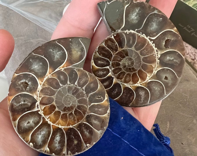 Ammonite pair “earphones”