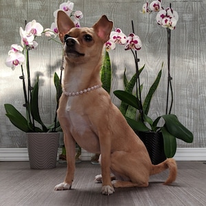 The Linda - dog pearl necklace