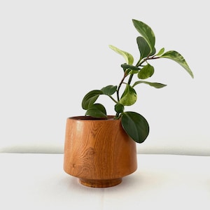 Puede incluir: Una pequeña maceta redonda de madera con acabado marrón claro, que contiene una planta verde con hojas abigarradas. La maceta tiene una base ancha y una parte superior ligeramente ensanchada. Las hojas de la planta son una mezcla de verde y crema.