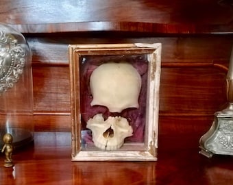 19th Century Antique French Memento Mori Human Skull