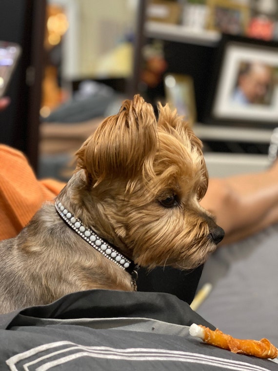 NEUSOP Collare Cane In Pelle Regolabile Guinzaglio Per Cani - Foto 8