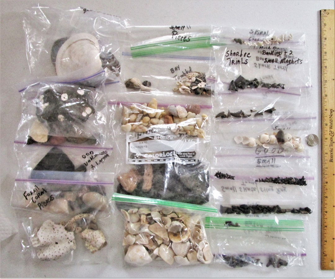 Collection of Smaller Chesapeake Bay Shark Teeth, Stingray Teeth, Small