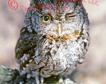Collection of 5 Wildlife Unframed Photos, Owl, Snake, Butterfly, Opossum, Canada Geese, Wildlife Nature Wall Art Decor, Pick 1 of 4 Sizes