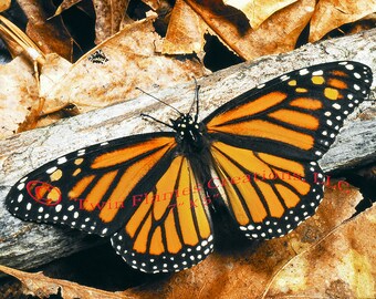 Set of Five 5" X 7" Wildlife Unframed Photos, Snake, Wood Frog, Monarch Butterfly, Opossum, Canada Geese, Wildlife Nature Wall Art Decor
