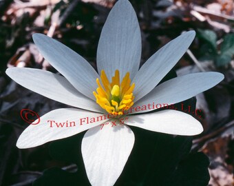 Set of 3 Wildflower Unframed Photo Art Prints, White Bloodroot, Red Fire Pink, White Lotus Wildflower Print Collage Decor, Pick 1 of 6 Sizes