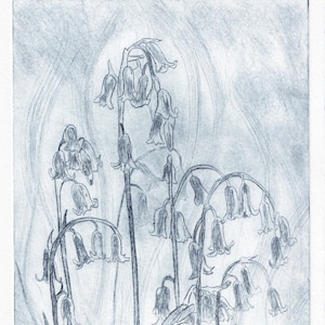 May include: A black and white pencil drawing of a cluster of bluebells. The flowers are depicted in a delicate and realistic style, with their bell-shaped blooms and slender stems. The background is a soft, hazy wash of gray, suggesting a woodland setting.