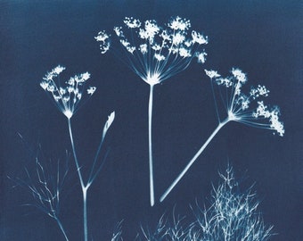 Original cyanotype print of fennel flowers and leaves from Burton Agnes Hall walled garden