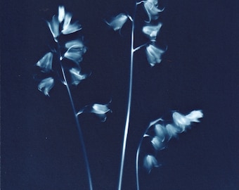 Traditional blue and white original cyanotype print of three bluebells
