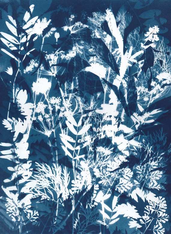 Original Cyanotype Print of Mixed Plants and Flowers From Burton Agnes Hall  Walled Garden - Etsy