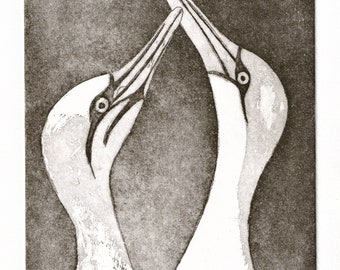 Fine art original etching print of a pair of Gannets bird print