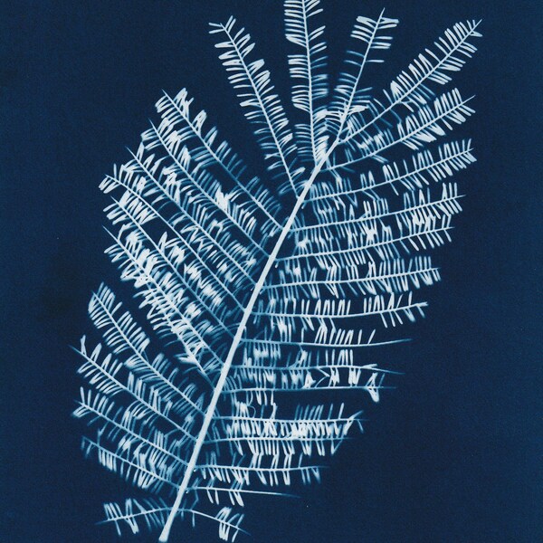 Petit photogramme traditionnel bleu et blanc d'une feuille d'acacia jaune de Tasmanie