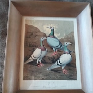 Dragoons Blue, Joseph Ludlow Chromolithograph for Cassell&#39;s Pidgeon Book