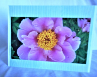 Pink Peony ... blank note cards, all occasion, single flower, double flower, photo cards ... #238
