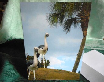 Tropical note card ... blank card, Faux ostriches,  palm tree, blue sky, fun card ... #34