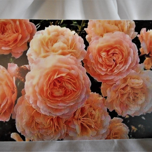 Peach Roses ...Deepest Sympathy, photo card, 5x7 size, printed inside, old fashioned roses ... #290
