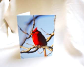 Mr Red ... small blank note card, male cardinal photo, red bird, Christmas ... #432