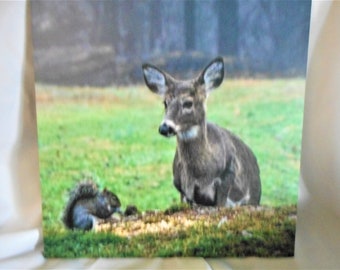 Deer Friends .... home decor, wall decor, photo tiles, photo of deer from WV .... #296A, #296B, #296C, #296D, #296E