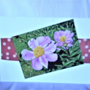 Single  Petal Peony ... blank notecard, all occasion, photo card, pink flowers, red polka dots ... #242
