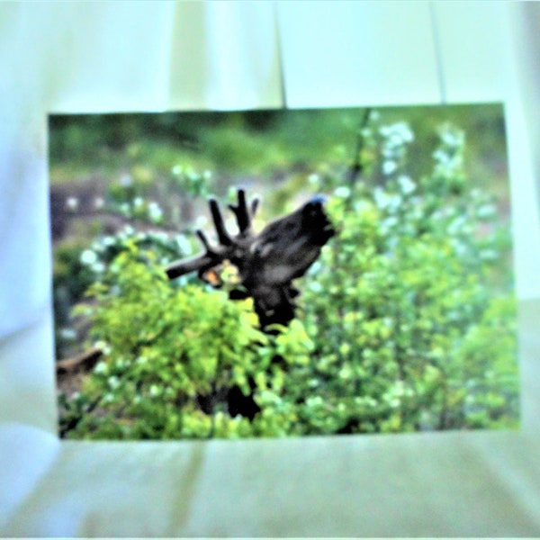 Elk In Springtime ... Happy Birthday, photo card, young bull elk, springtime flowers, greeting printed inside ... #320