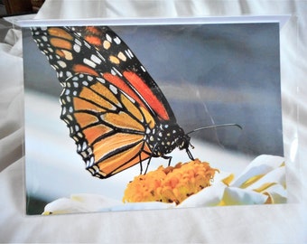 The Monarch ... Birthday Greeting card, 5x7 size, greeting inside ... #204