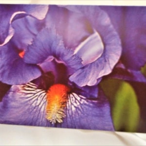 Iris close-up .... Birthday greeting card, blue violet iris photo, greeting printed inside .... #281