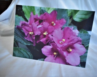 Pink African Violets ... thinking of you card 5x7 folded card, photo card, printed inside ... #258