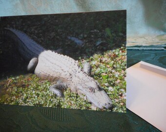 Blank Greeting Card ... Gator Fun, green alligator, sleeping giant, nature, fun note card ... #25