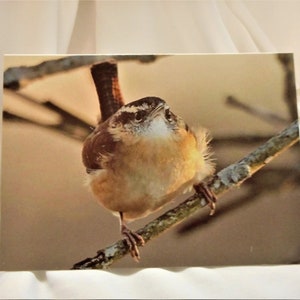 Carolina Wren ... Well Hello, thinking of you, greeting card, funny card, bird photo card .... #283