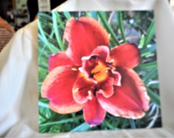 Lovely Lilies .... home decor, wall decor, 8 inch photo tiles, cherry red lily, white lily, star gazer lily .... #299A, #299B, #299C