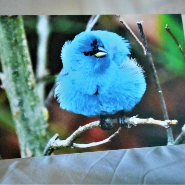 Hello Beautiful! ... Birthday card, photo card, blue bird, printed greeting ... #396