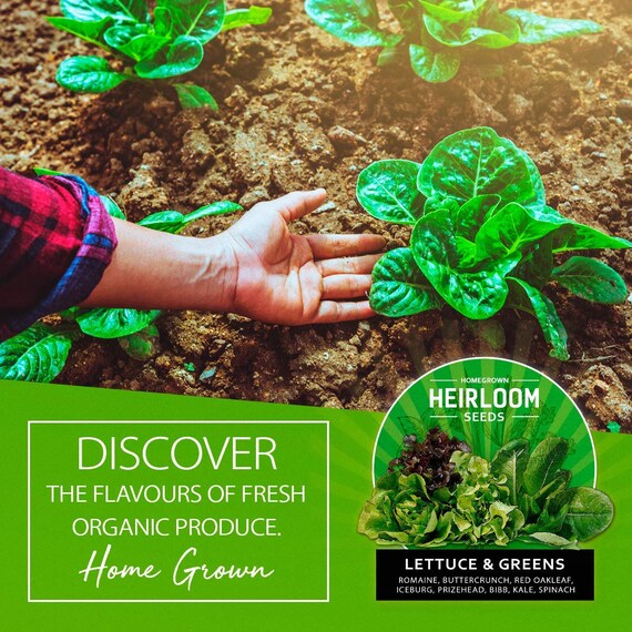 Romaine Lettuce Seeds for Hydroponics or Planting an Indoor or Outdoors Vegetable Garden 1000 Heirloom Seed Packet! Romaine Lettuce Seeds for Hydroponics or Planting an Indoor or Outdoors Vegetable Garden 1000 Heirloom Seed Packet!