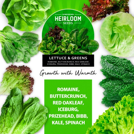 Romaine Lettuce Seeds for Hydroponics or Planting an Indoor or Outdoors Vegetable Garden 1000 Heirloom Seed Packet! Romaine Lettuce Seeds for Hydroponics or Planting an Indoor or Outdoors Vegetable Garden 1000 Heirloom Seed Packet!
