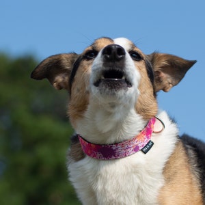 Adjustable dog collar / Pink orange purple / dog accessories / Pen ar dog