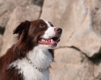Natural anti-tick collar for dogs
