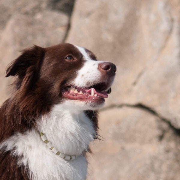 Collier anti tique naturel pour chien