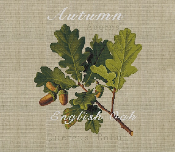 English Oak Acorns Cross Stitch Pattern: Rustic Botanical Range (PDF Counted Chart 036)