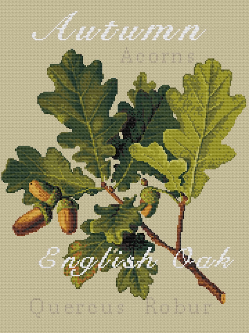 May include: A cross-stitch pattern on a beige background featuring a detailed illustration of an oak branch with green leaves and brown acorns. The text reads Autumn, Acorns, English Oak, and Quercus Robur in white and light gray lettering.