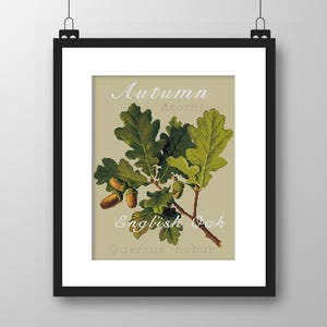 May include: A framed botanical print featuring a branch of green oak leaves and brown acorns on a beige background. The text reads Autumn, Acorns, English Oak, and Quercus Robur. The artwork is enclosed in a simple black frame with a white mat.