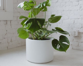 May include: A large, leafy green plant with large, split leaves in a white, cylindrical planter. The plant is sitting on a white surface.