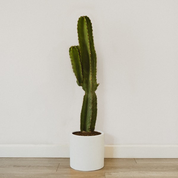 Large Planter - Matte White - Indoor + Outdoor Pot - 8 inch, 10 inch, 12inch, 16 inch + 20 inch - Minimalist Home Decor