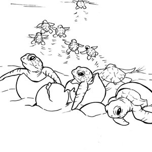 Sea Turtle coloring pages