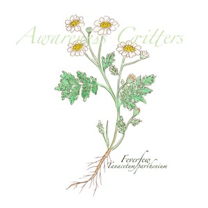 Flowering Herbs Vol. 2