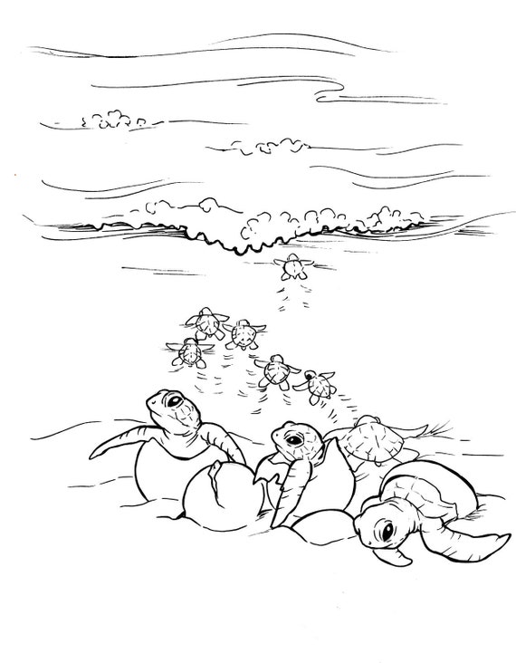 sea turtle coloring pages
