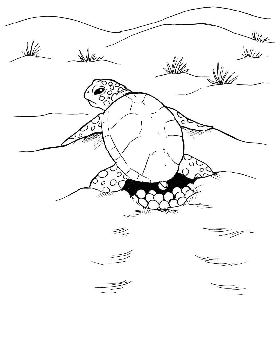 Sea Turtle Coloring Pages - Etsy