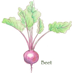 Root Veggie series