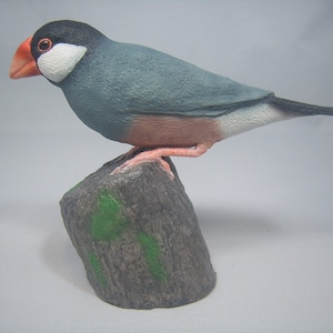 May include: A small, grey and white bird with a red beak perched on a grey rock with green moss. The bird has a white patch on its head and a pink belly.