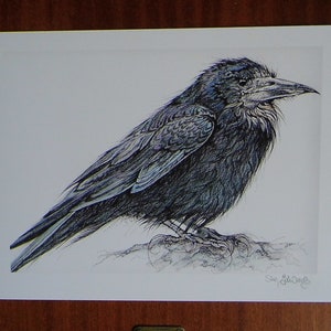 Rook Bird Art Original Print British Birds Gothic Bird Illustration Pen ...