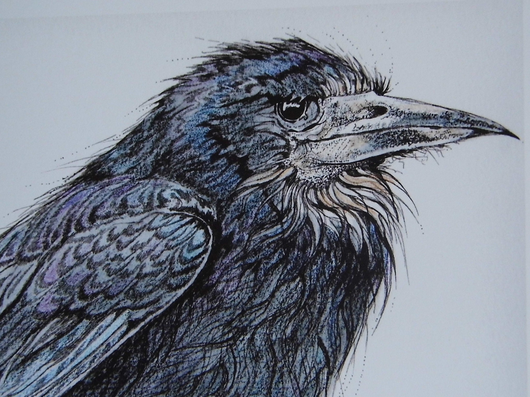 Rook Bird Art Original Print British Birds Gothic Bird Illustration Pen ...